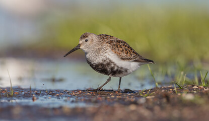 Dunlin - adult bird at a wetland on the spring migration 