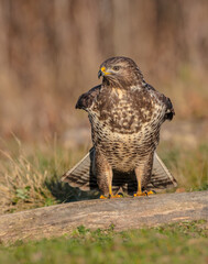 Common Buzzard in winter at a wet forest