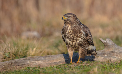 Common Buzzard in winter at a wet forest