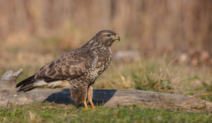 Common Buzzard in winter at a wet forest