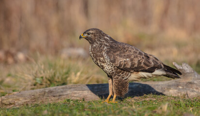 Common Buzzard in winter at a wet forest