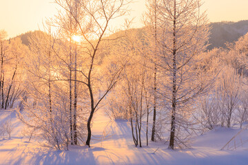 sunrise with winter trees and hoarfrost