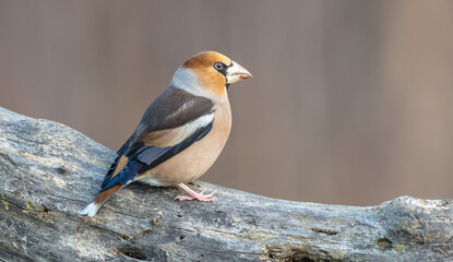 The hawfinch - male in autumn at a wet forest