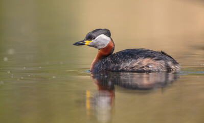 Red-necked grebe at the small lake in spring