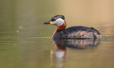Red-necked grebe at the small lake in spring