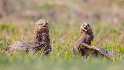 Lesser spotted eagle - pair of birds in spring