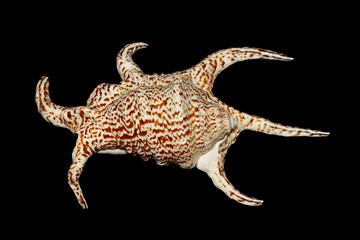 Chiragra Spider Conch (Harpago chiragra) top view on dark background, large sea snail family Strombidae.