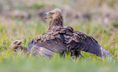 Lesser spotted eagle - pair of birds in spring
