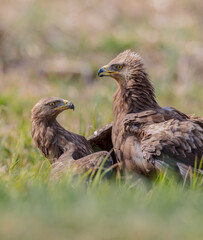 Lesser spotted eagle - pair of birds in spring