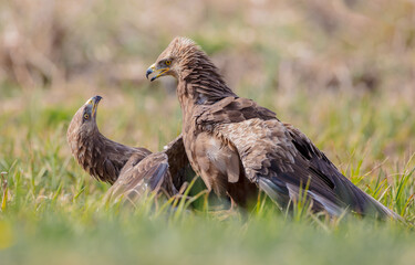 Lesser spotted eagle - pair of birds in spring
