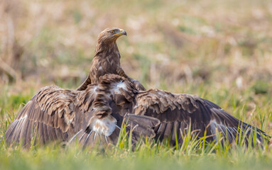 Lesser spotted eagle - pair of birds in spring
