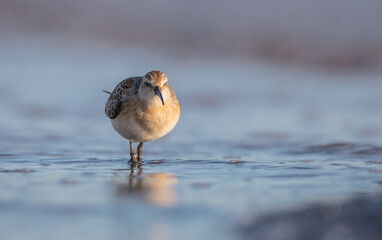 The curlew sandpiper - young bird at a seashore on the autumn migration way