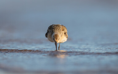The curlew sandpiper - young bird at a seashore on the autumn migration way