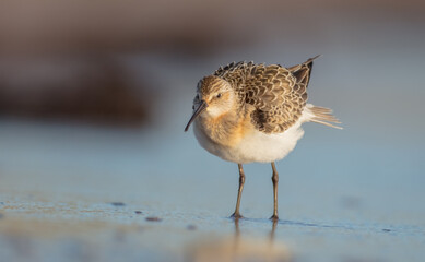 The curlew sandpiper - young bird at a seashore on the autumn migration way