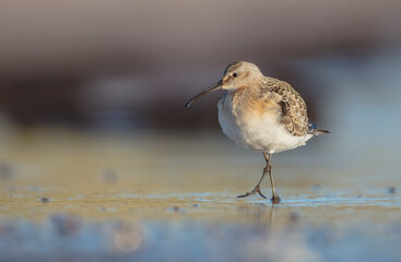 The curlew sandpiper - young bird at a seashore on the autumn migration way