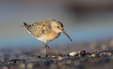 The curlew sandpiper - young bird at a seashore on the autumn migration way