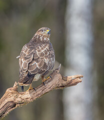 Common Buzzard in winter at a wet forest