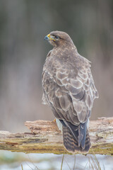Common Buzzard in winter at a wet forest