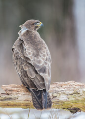 Common Buzzard in winter at a wet forest