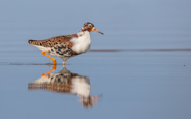Ruff - male bird at a wetland on the mating season in spring