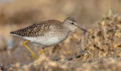 Wood Sandpiper  - in spring on the migration way at wetland