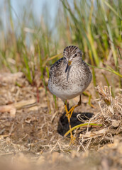 Wood Sandpiper  - in spring on the migration way at wetland