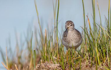 Wood Sandpiper  - in spring on the migration way at wetland