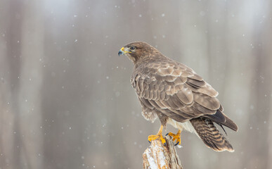 Common Buzzard in winter at a wet forest