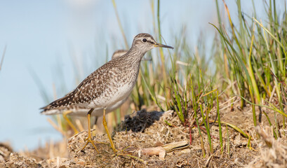 Wood Sandpiper  - in spring on the migration way at wetland