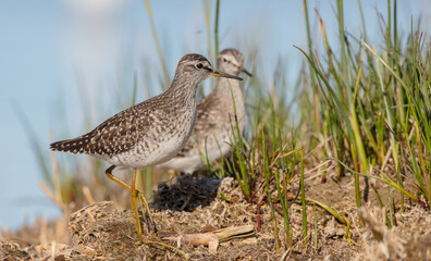 Wood Sandpiper  - in spring on the migration way at wetland
