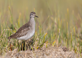 Wood Sandpiper  - in spring on the migration way at wetland