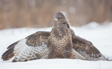 Common Buzzard in winter at a wet forest