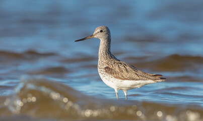 Common Greenshank feeding at a wetland in spring on a migration way