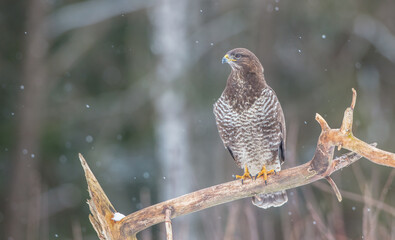 Common Buzzard in winter at a wet forest