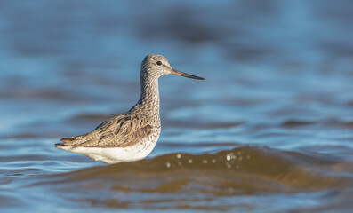 Common Greenshank feeding at a wetland in spring on a migration way