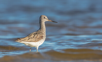 Common Greenshank feeding at a wetland in spring on a migration way