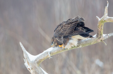 Common Buzzard in winter at a wet forest