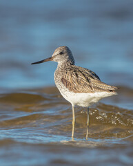 Common Greenshank feeding at a wetland in spring on a migration way