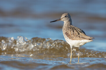 Common Greenshank feeding at a wetland in spring on a migration way