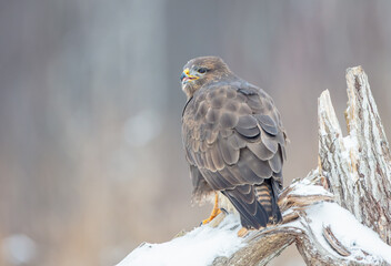 Common Buzzard in winter at a wet forest