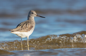 Common Greenshank feeding at a wetland in spring on a migration way
