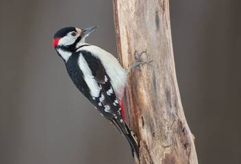 Great Spotted Woodpecker - male - in the wet forest in autumn