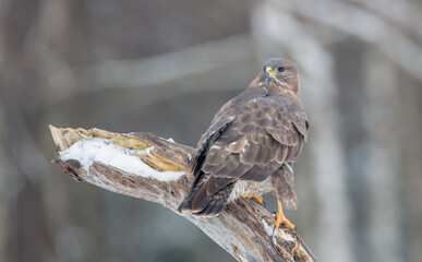 Common Buzzard in winter at a wet forest