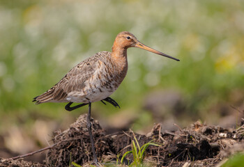 The black-tailed godwit - adult bird at a wet fields in late spring