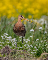 The black-tailed godwit - adult bird at a wet fields in late spring