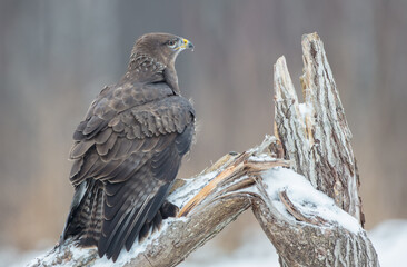 Common Buzzard in winter at a wet forest