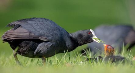 Eurasian coot - adult bird with juveniles in spring