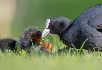 Eurasian coot - adult bird with juveniles in spring