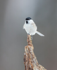 Willow tit - at a wet forest in winter