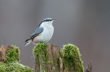 Eurasian nuthatch - in winter at a wet forest